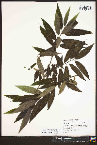 Salix sericea image