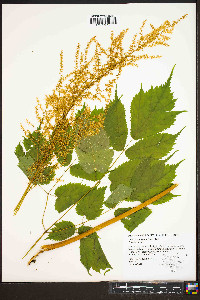 Astilbe biternata image