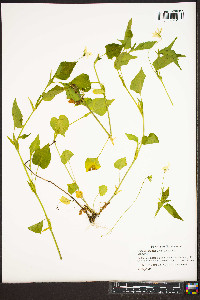 Viola canadensis var. canadensis image