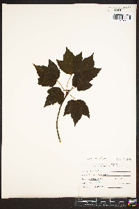 Acer rubrum var. trilobum image