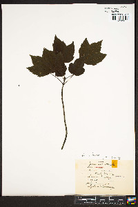 Acer rubrum var. trilobum image