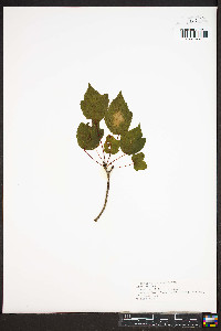 Acer rubrum var. trilobum image
