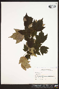 Acer rubrum var. trilobum image