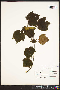 Acer rubrum var. trilobum image