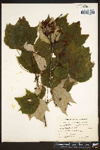 Acer rubrum var. trilobum image