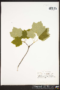 Acer rubrum var. trilobum image