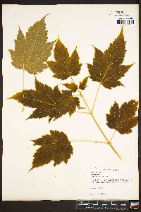 Acer spicatum image