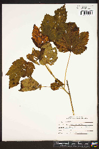 Acer spicatum image