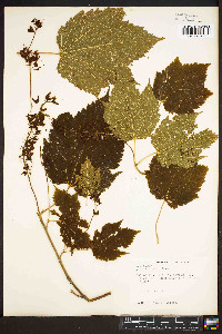 Acer spicatum image