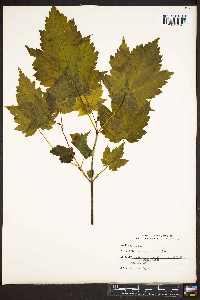 Acer spicatum image