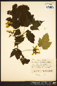 Acer spicatum image