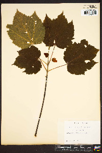 Acer spicatum image