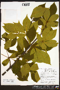 Aesculus flava image