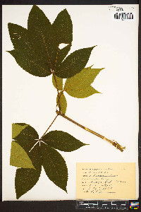 Aesculus flava image