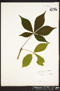 Aesculus flava image