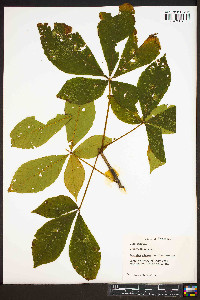 Aesculus glabra image