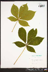 Aesculus flava image