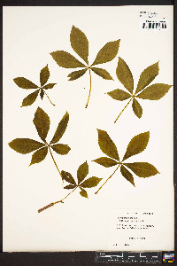 Aesculus flava image