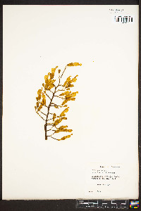 Aesculus flava image