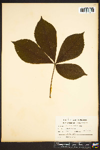 Aesculus flava image