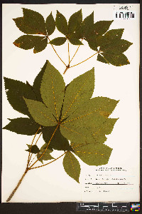 Aesculus flava image