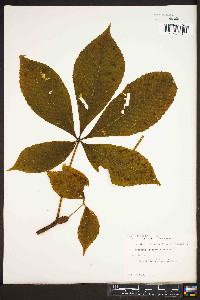 Aesculus flava image