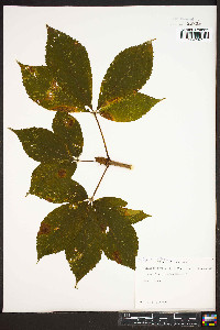 Aesculus flava image