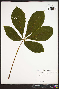 Aesculus flava image