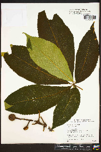 Aesculus flava image