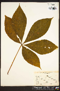 Aesculus flava image