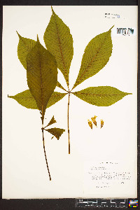 Aesculus glabra image