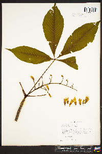 Aesculus glabra image