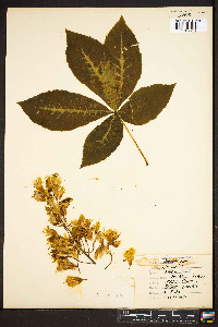 Aesculus glabra image