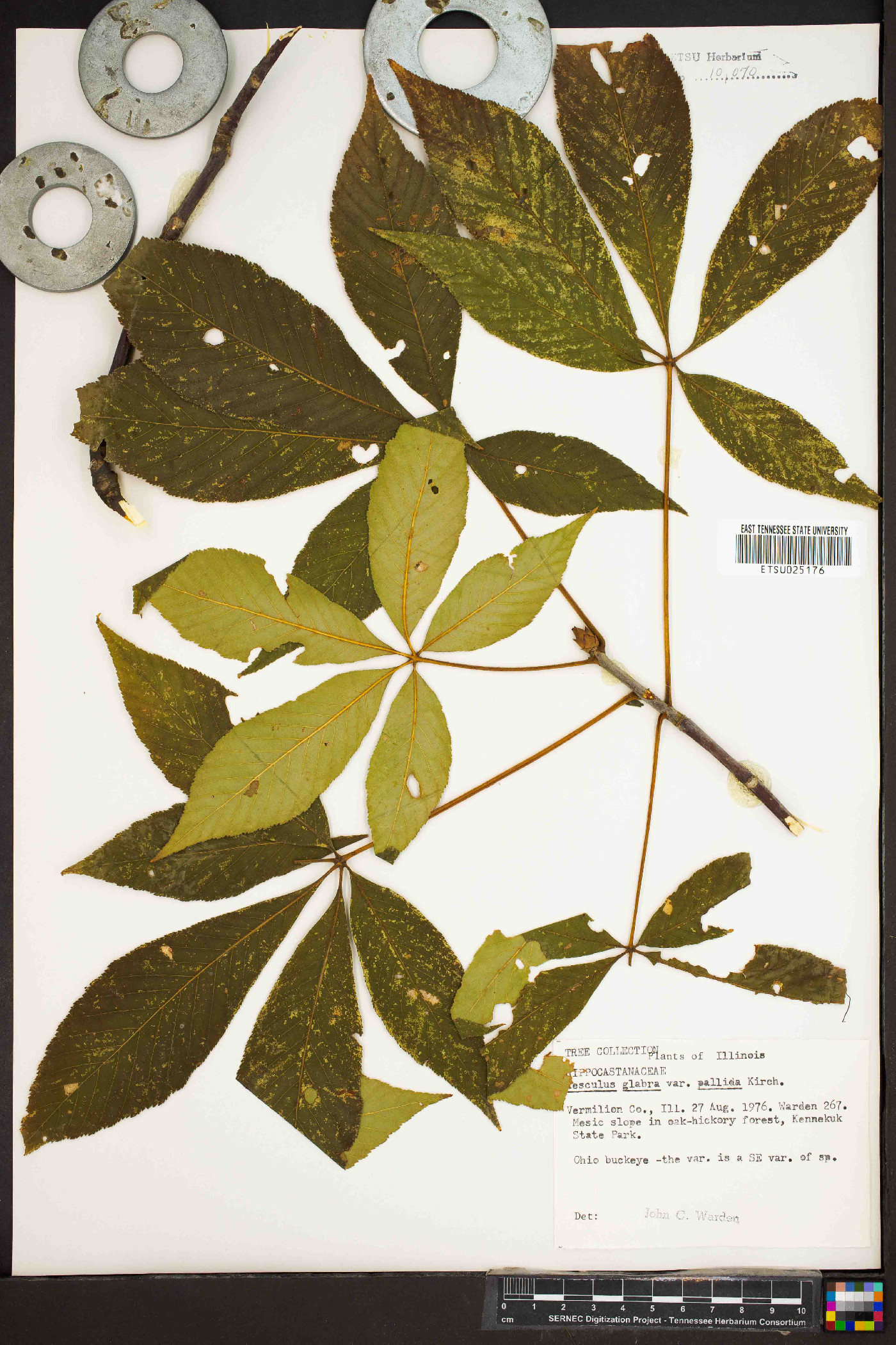 Aesculus glabra var. pallida image