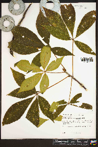 Aesculus glabra image