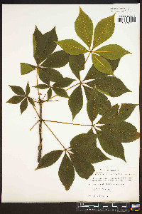 Aesculus glabra image