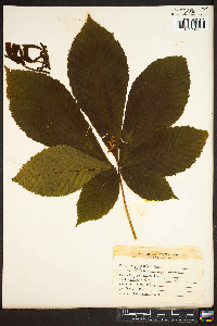 Aesculus flava image