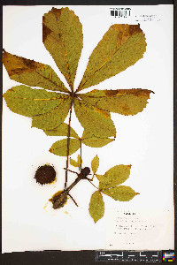 Aesculus hippocastanum image