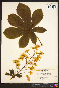 Aesculus hippocastanum image