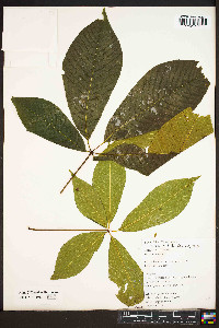 Aesculus parviflora image