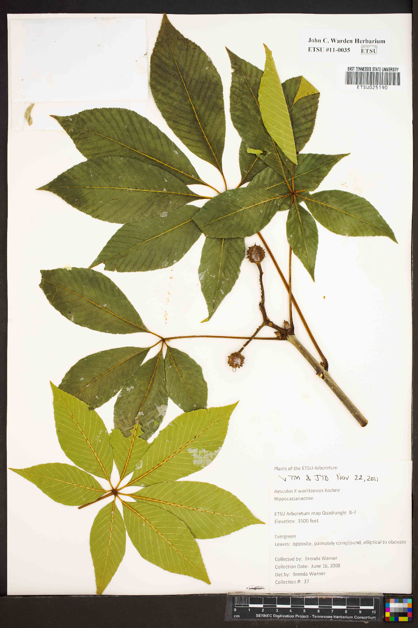 Aesculus x worlitzensis image