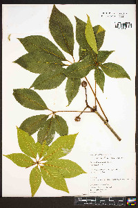 Image of Aesculus x worlitzensis