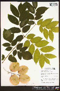 Koelreuteria bipinnata image