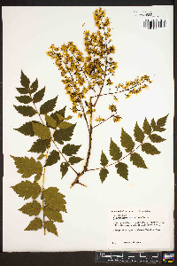 Koelreuteria paniculata image