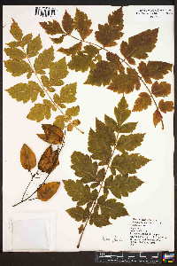 Koelreuteria paniculata image