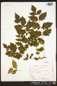 Koelreuteria paniculata image