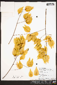 Koelreuteria paniculata image