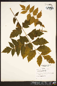 Koelreuteria paniculata image