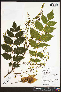 Koelreuteria paniculata image