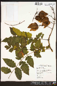 Koelreuteria paniculata image